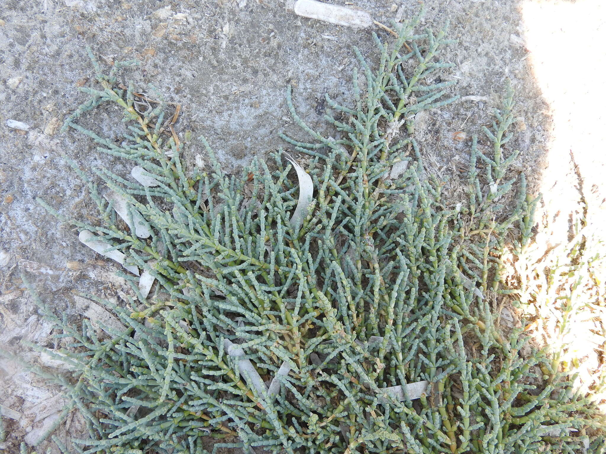 Image of Shrubby Glasswort