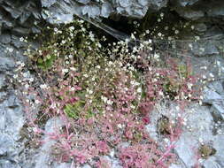 Image of Sedum fragrans H. 't Hart