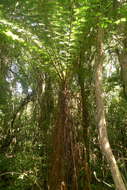 Image of Tree Fern Gully