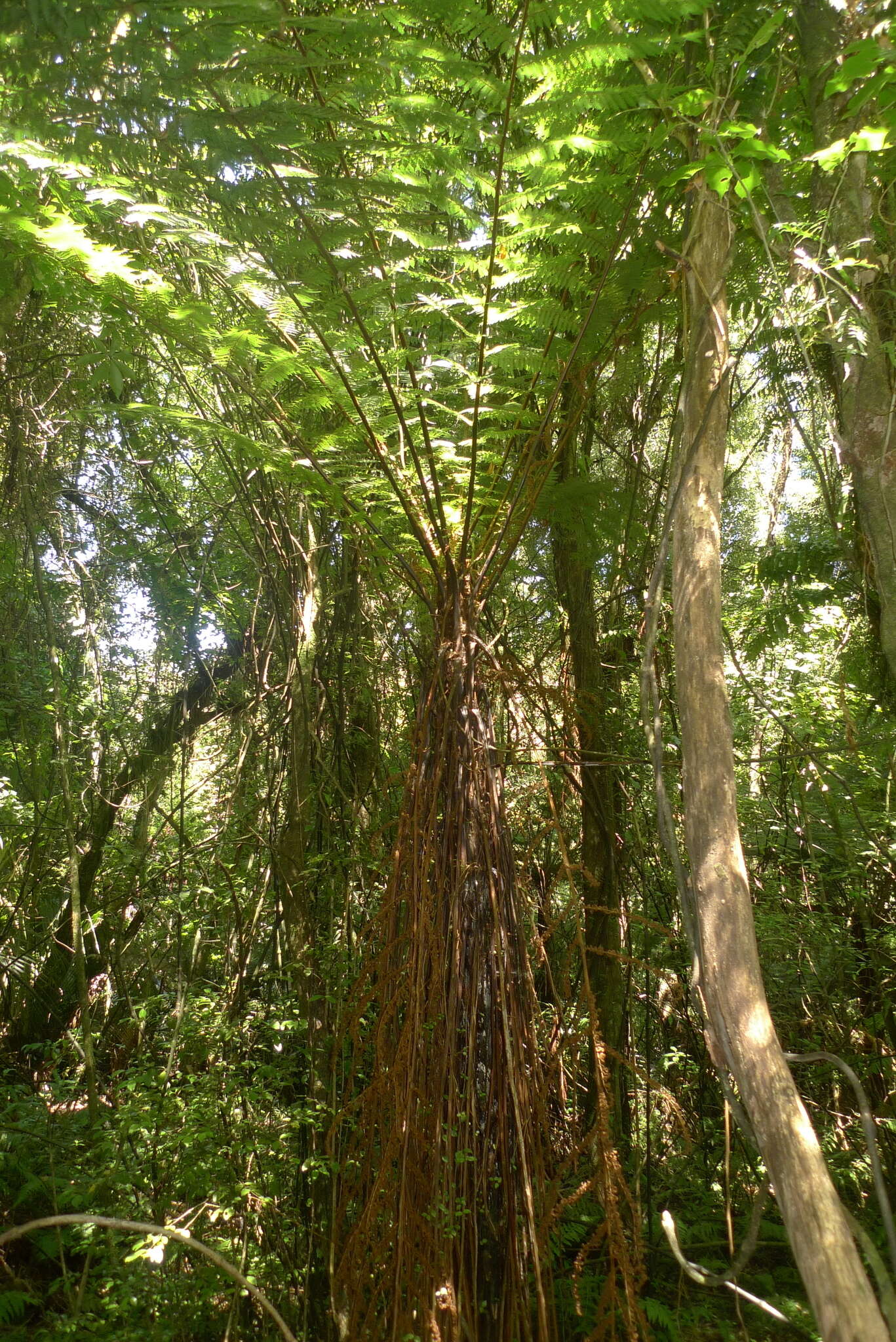 Image of Tree Fern Gully