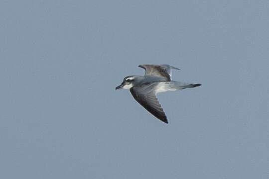 Image of Broad-billed Prion