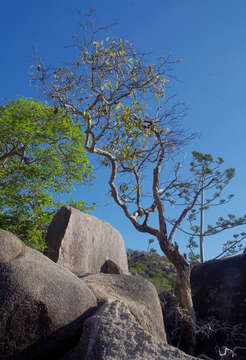 Image of Croton magneticus Airy Shaw