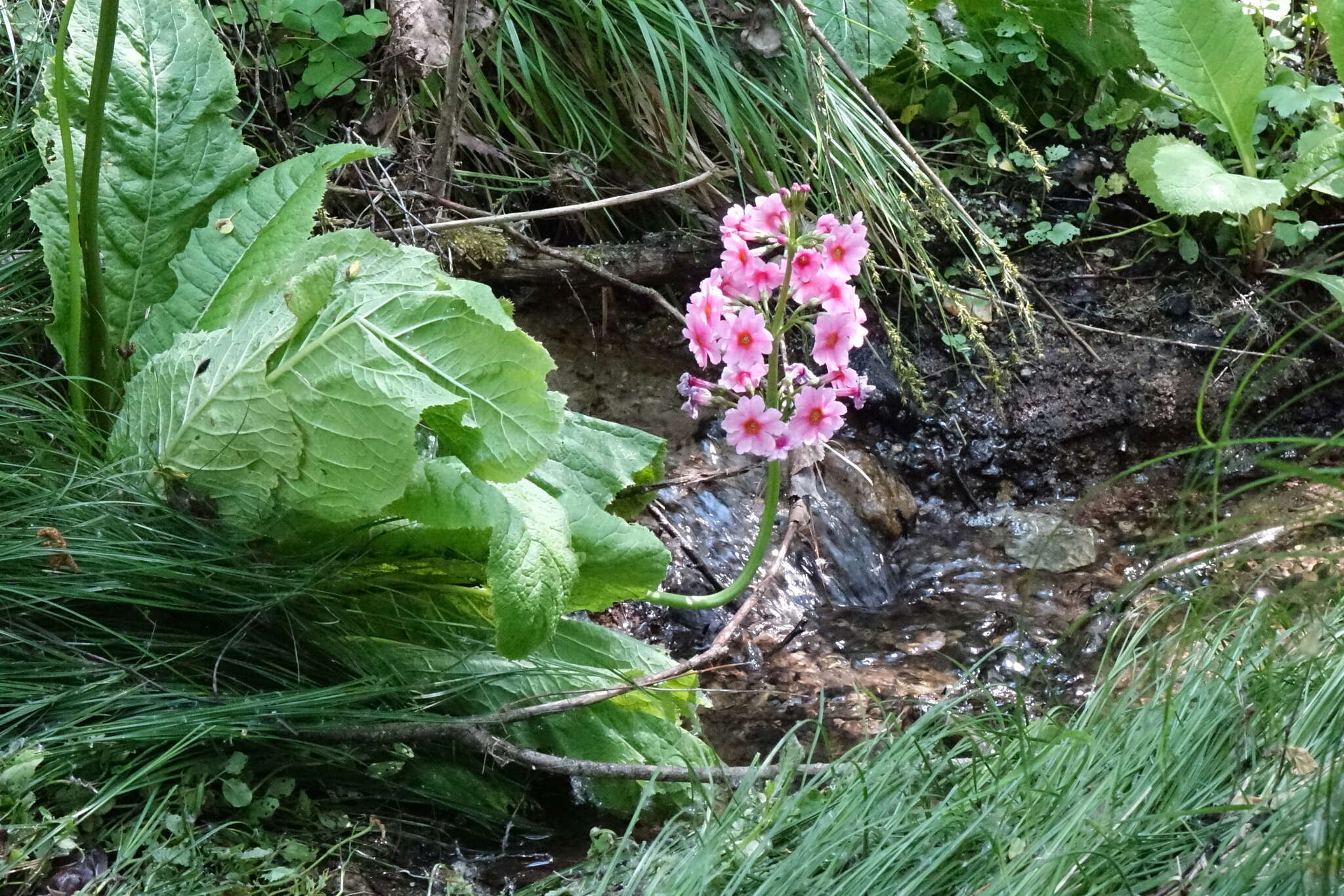 Plancia ëd Primula japonica A. Gray