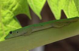 Imagem de Phelsuma v-nigra comoraegrandensis Meier 1986