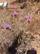 Imagem de Monardella breweri subsp. microcephala (A. Gray) Elvin & A. C. Sanders