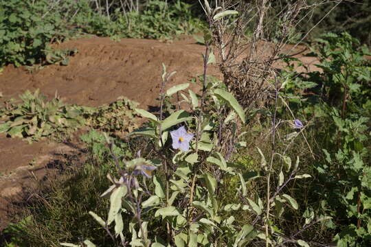 Image of Hinds' nightshade