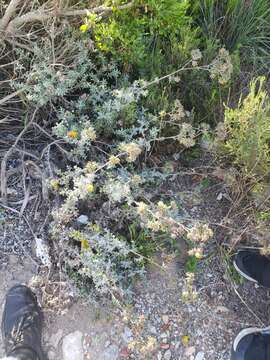 Image of prickly gousblom