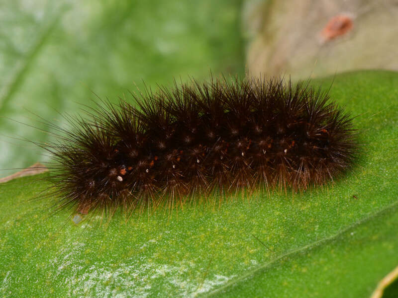 Image of Canararctia rufescens (Brullé 1836)