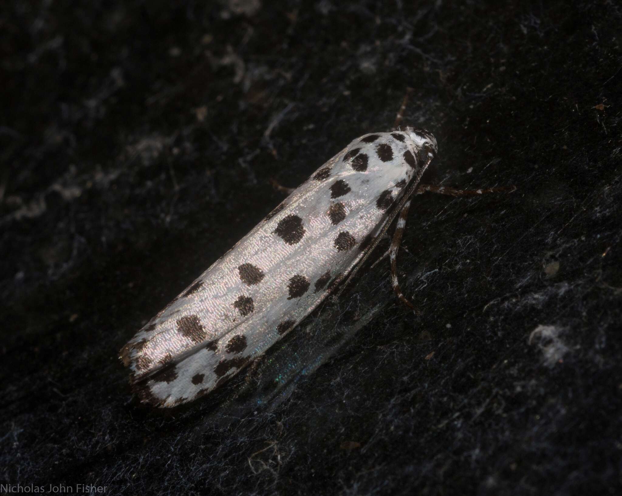 Image of Ethmia clytodoxa Turner 1917