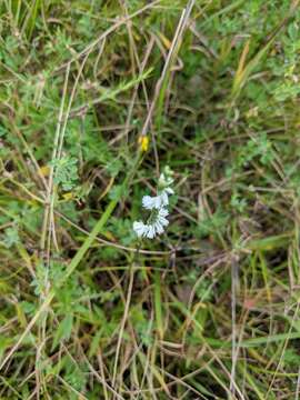 Image of northern slender lady's tresses