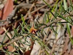 Image of Daviesia acicularis Sm.