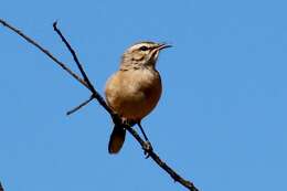 Image of Kalahari Scrub Robin