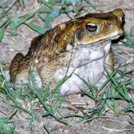 Image of Cane Toad