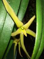 Image of Maxillaria amplifoliata Molinari