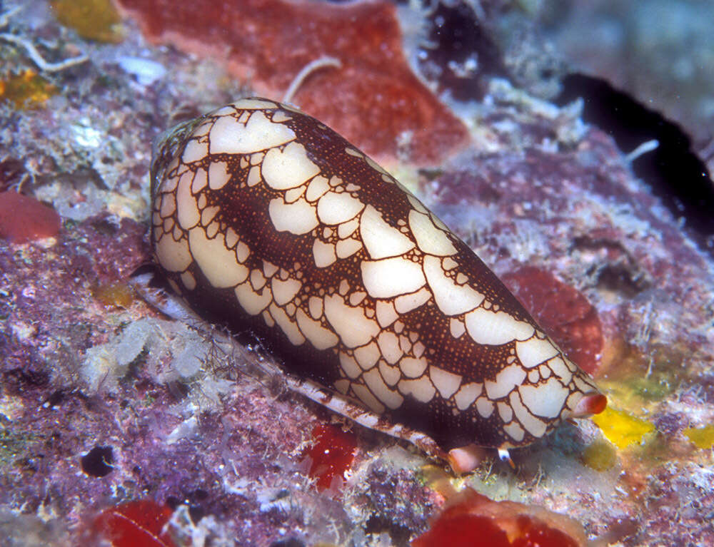 صورة Conus omaria Hwass ex Bruguière 1792