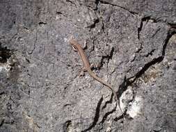 Image of Columbretes Wall Lizard