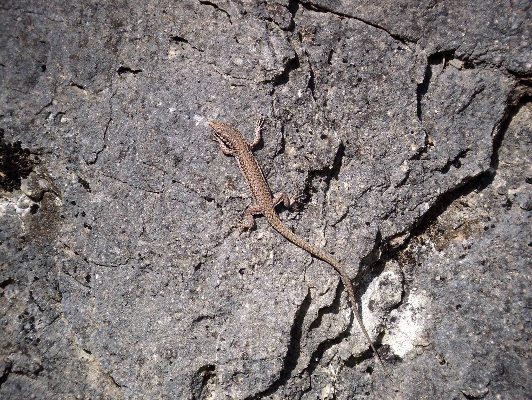 Image of Columbretes Wall Lizard