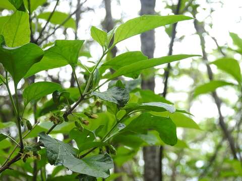 Image of Physalis campechiana L.