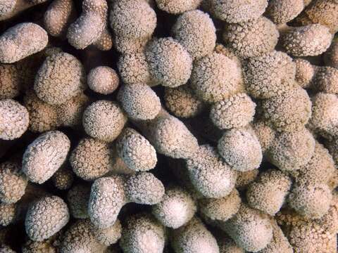 صورة Porites porites (Pallas 1766)