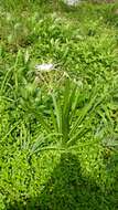 Image of spring spiderlily