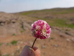 Image of Steens Mountain cushion buckwheat