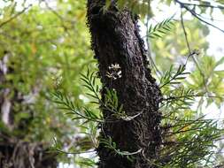 Image of Earina autumnalis (G. Forst.) Hook. fil.