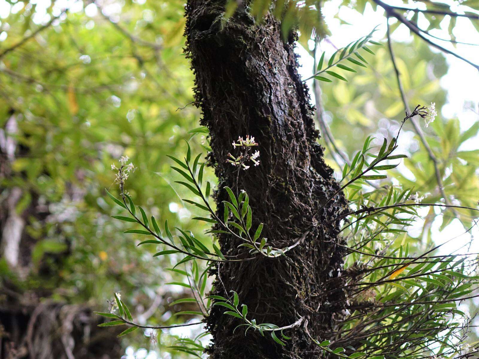 Plancia ëd Earina autumnalis (G. Forst.) Hook. fil.