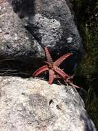 Image of candelabra aloe