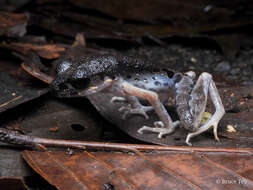 Image of Gracile Litter Frog