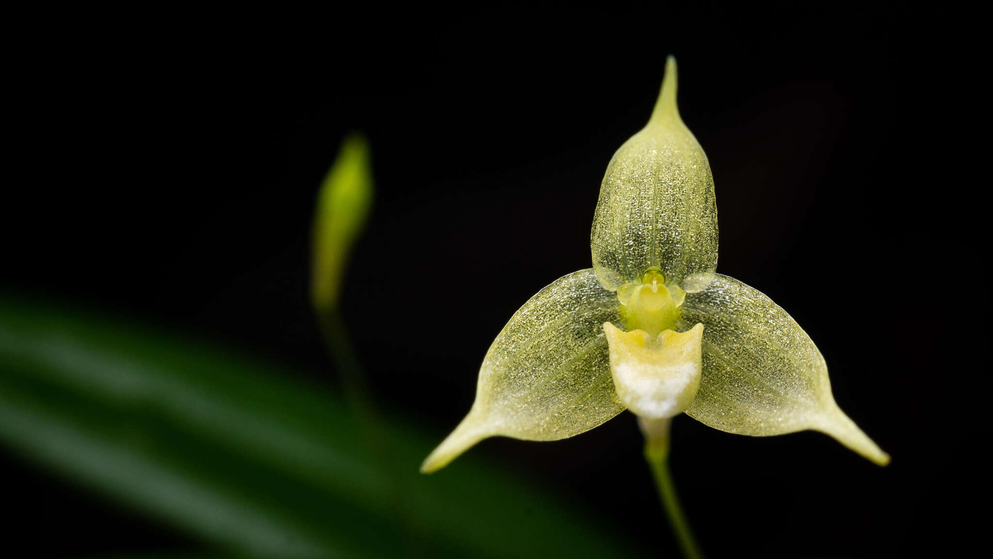 Bulbophyllum aphanopetalum Schltr.的圖片