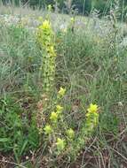 Image of Sideritis montana subsp. montana