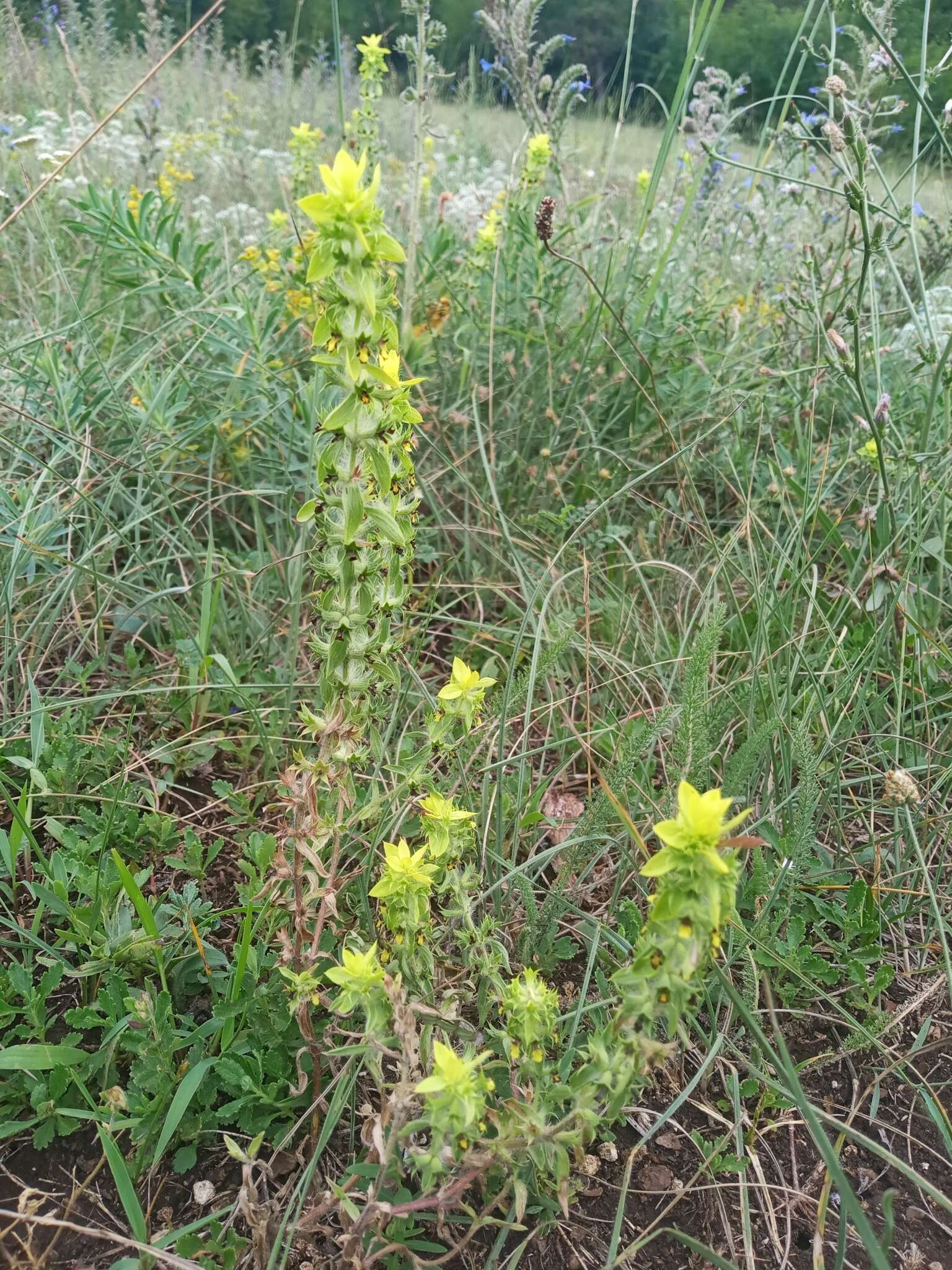 Image of Sideritis montana subsp. montana