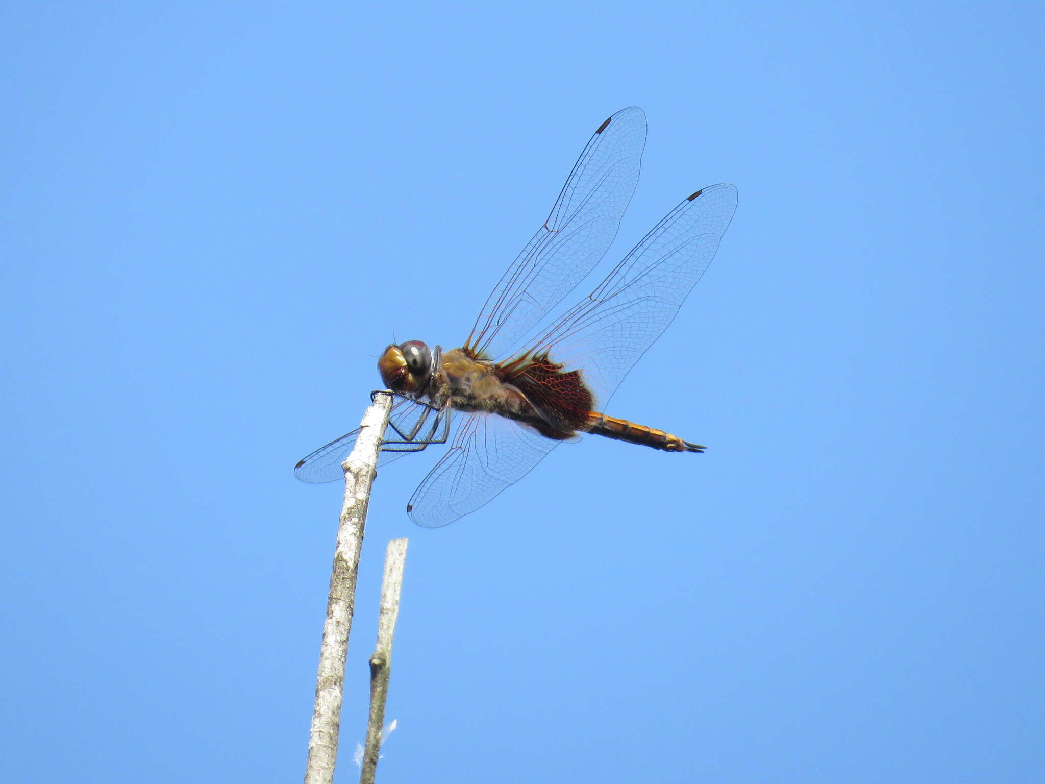 Image of Tramea stenoloba (Watson 1962)