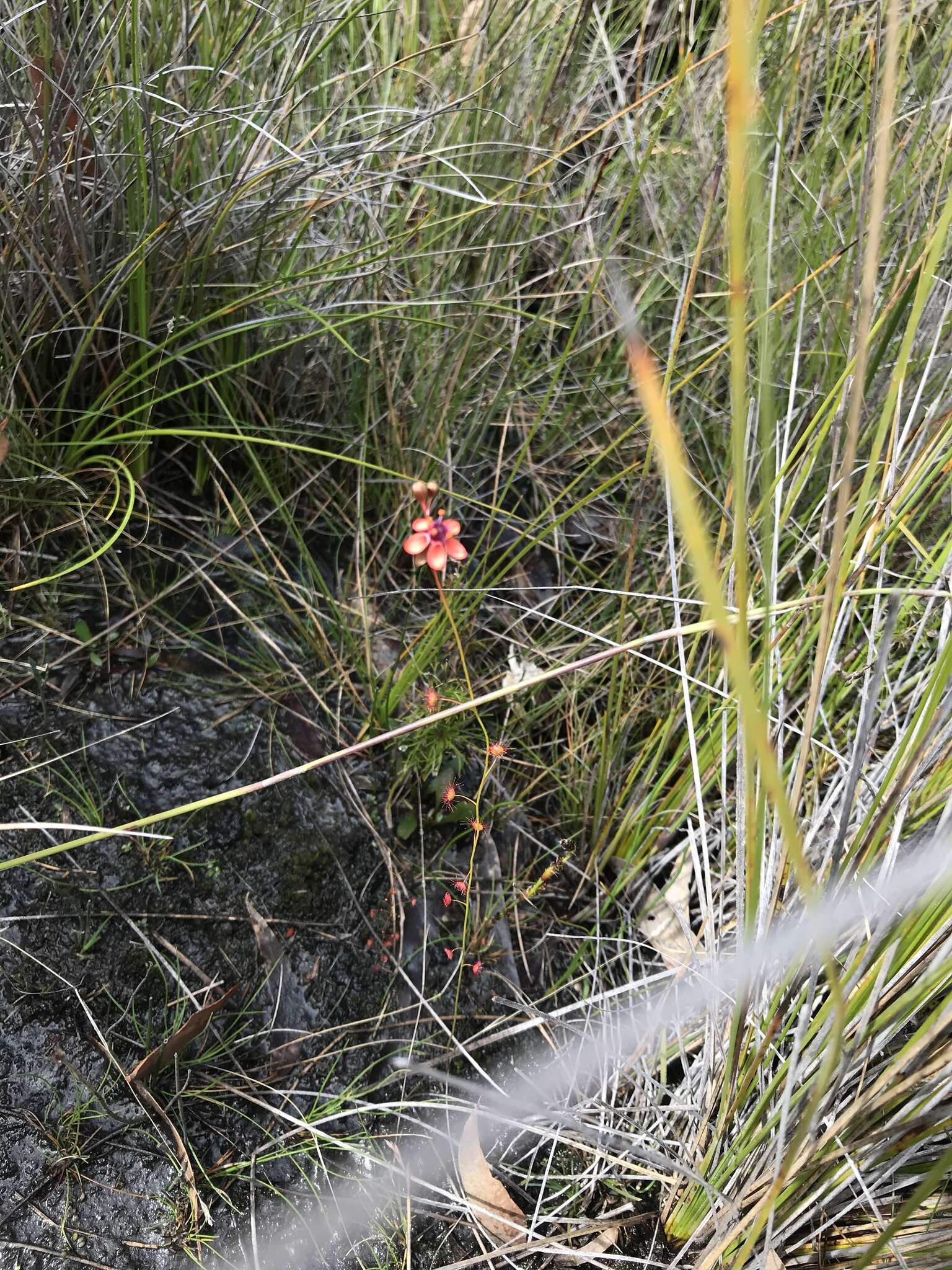 Image of Drosera microphylla Endl.