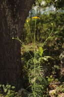 Image of Adenophyllum anomalum (Canby & Rose) J. L. Strother