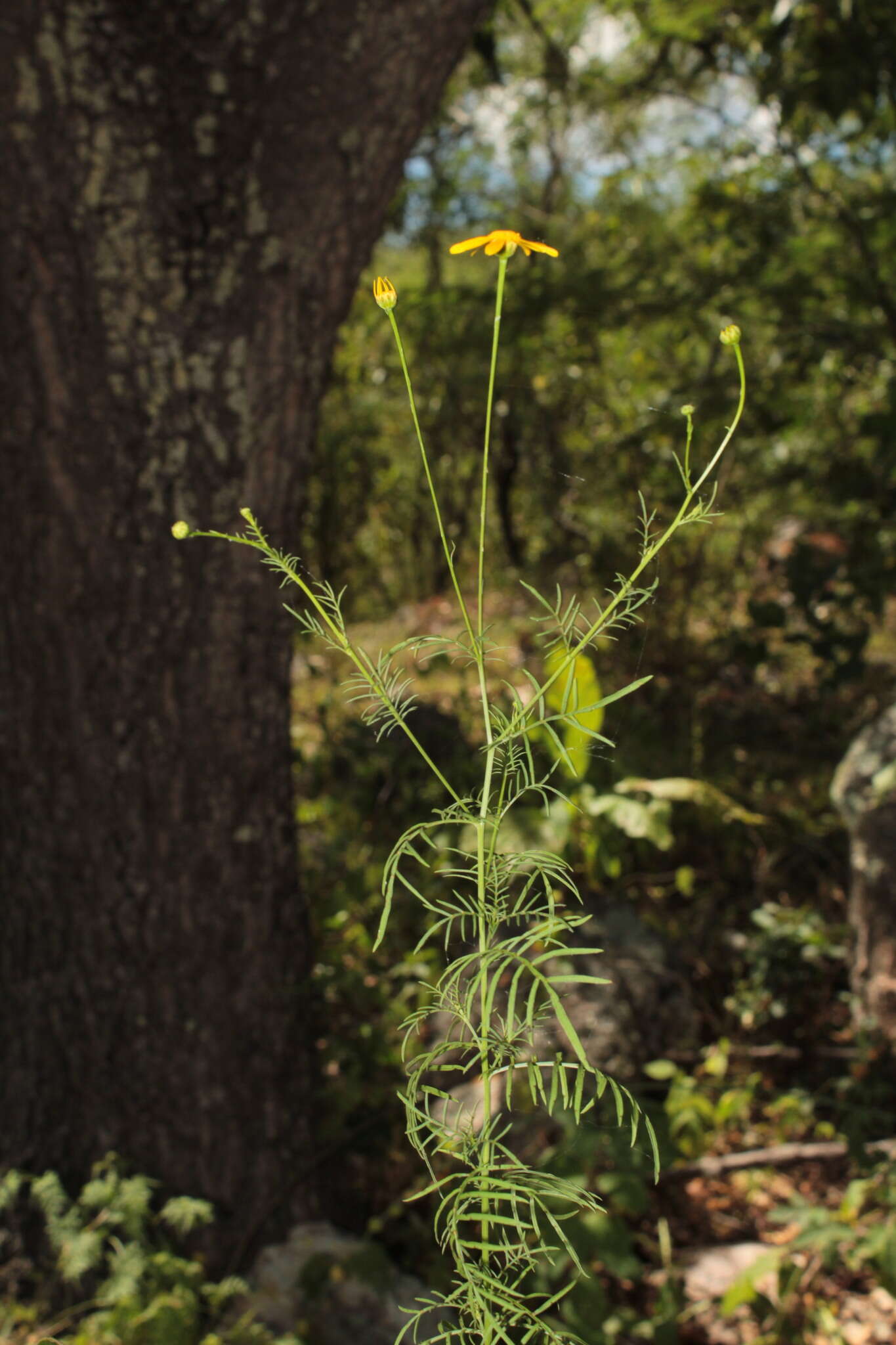 Image of Adenophyllum anomalum (Canby & Rose) J. L. Strother