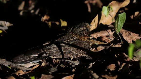 Image of Tawny-collared Nightjar