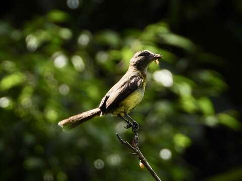 صورة Myiozetetes luteiventris (Sclater & PL 1858)