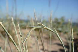 Image of Thinopyrum bessarabicum (Savul. & Rayss) Á. Löve