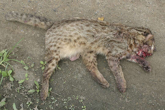 Image of Asian spotted cats