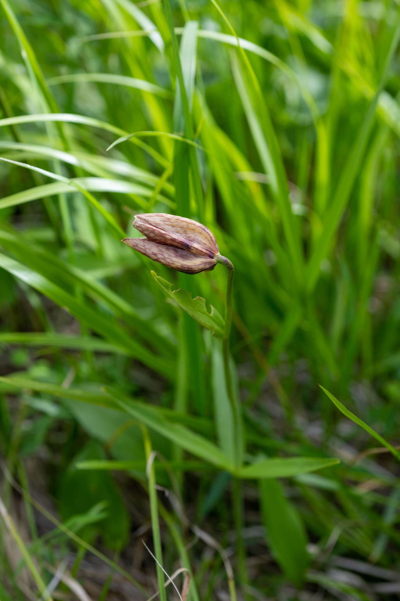 Image of Fritillaria dagana Turcz.