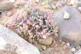 Plancia ëd Portulacaria pygmaea Pillans