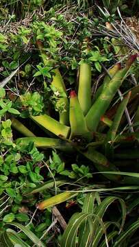 Image of Neoregelia cruenta (Graham) L. B. Sm.