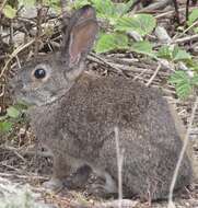 Image of Brush Rabbit