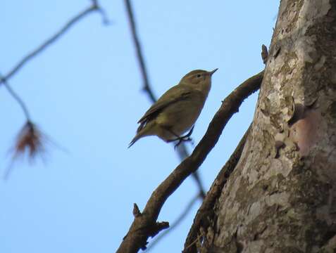 Image of Common Chiffchaff