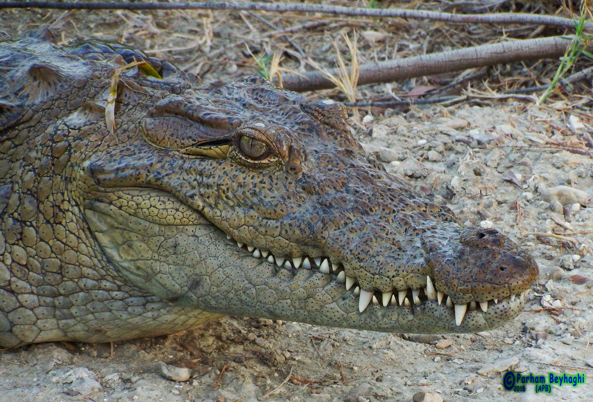 Image of Broad-snouted Crocodile