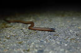 Image of Brown Reed Snake
