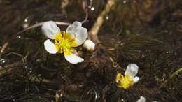 Слика од Ranunculus trichophyllus Chaix