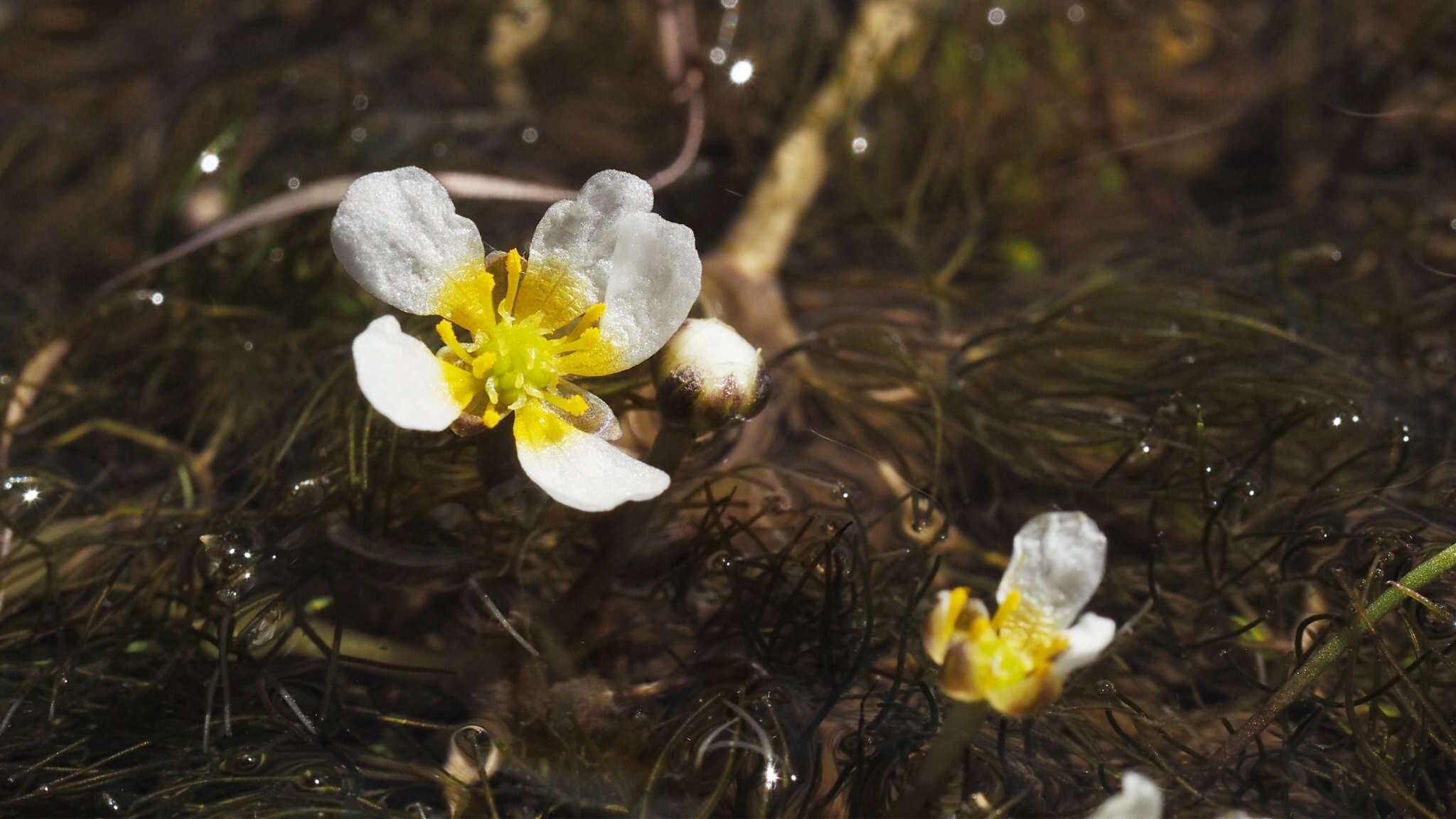 Слика од Ranunculus trichophyllus Chaix