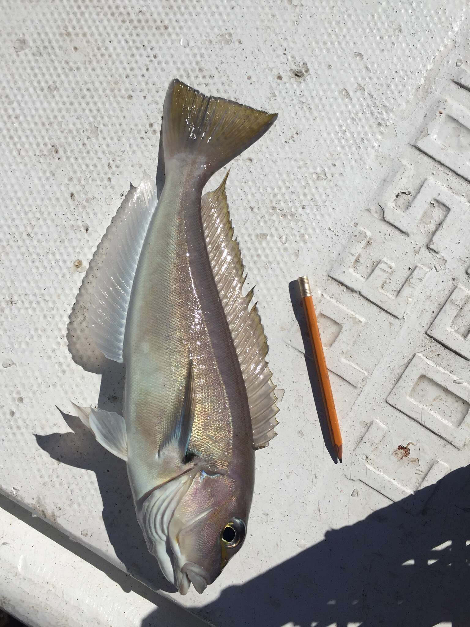 Image of Bighead tilefish